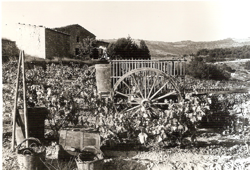 Verema al mas Celdoni