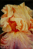 Iris I.jpg