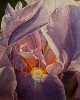 Iris VI.jpg