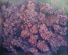 Lilas.jpg