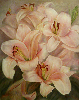 Lilium rosa.jpg