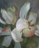 TULIPAN IMAG0092.jpg