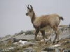 isard