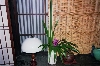 Ikebana_ah.jpg