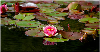 nenufar2.jpg