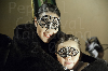 140301_Carnaval_TGN (543) copia-223.jpg