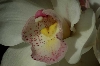 orquidea05
