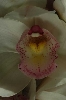 orquidea06